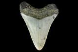 Bargain, Fossil Megalodon Tooth - North Carolina #129955-2